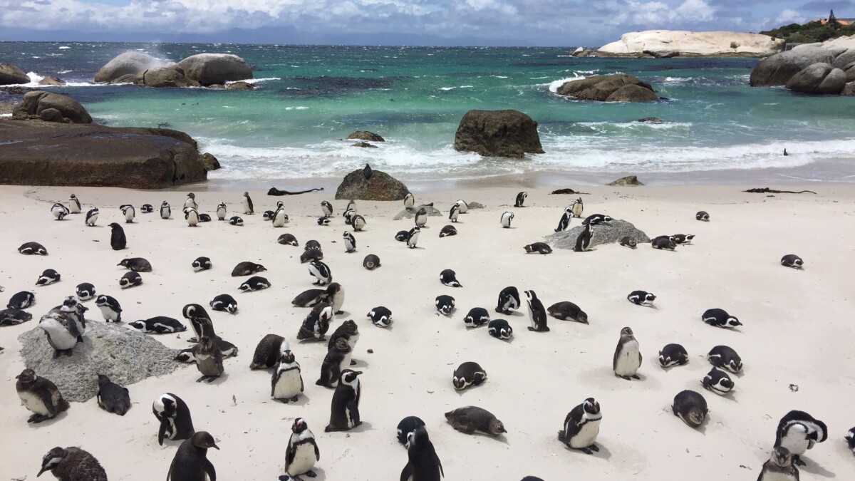 Boulders playa en Sudafrica