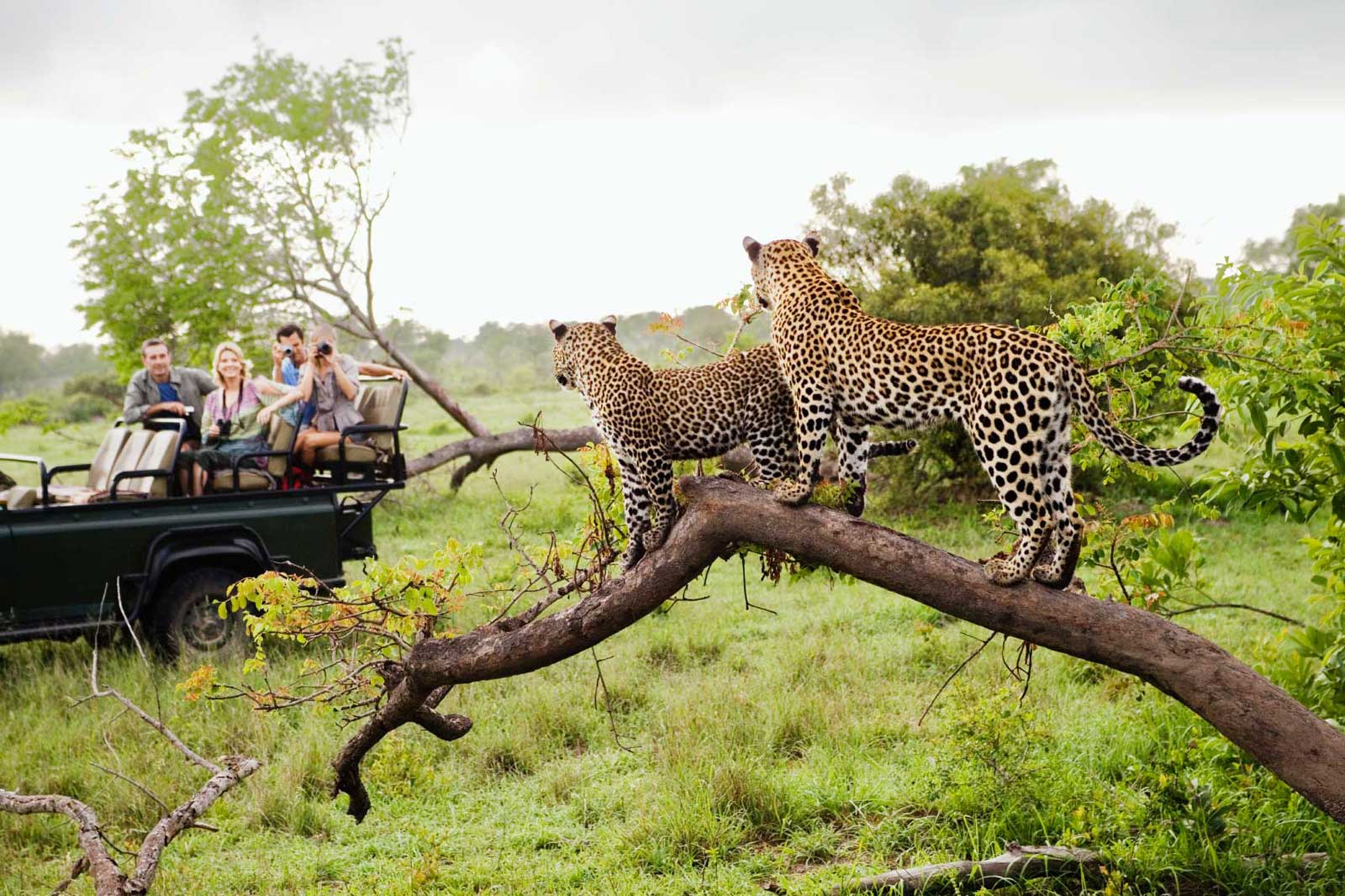 Parque Kruger Sudafrica