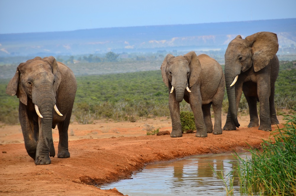 African elephant Addo 20