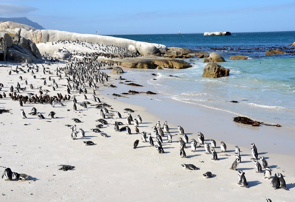 Las 10 mejores playas del mundo en 2026 según Travellers' Choice Awards 7 Boulders Beach Suedafrika