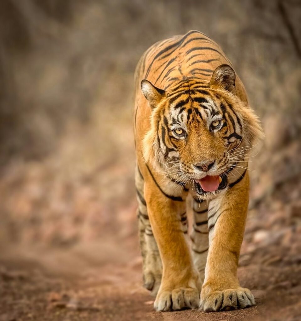 gaurav sharma hS2NtE 82eI unsplash